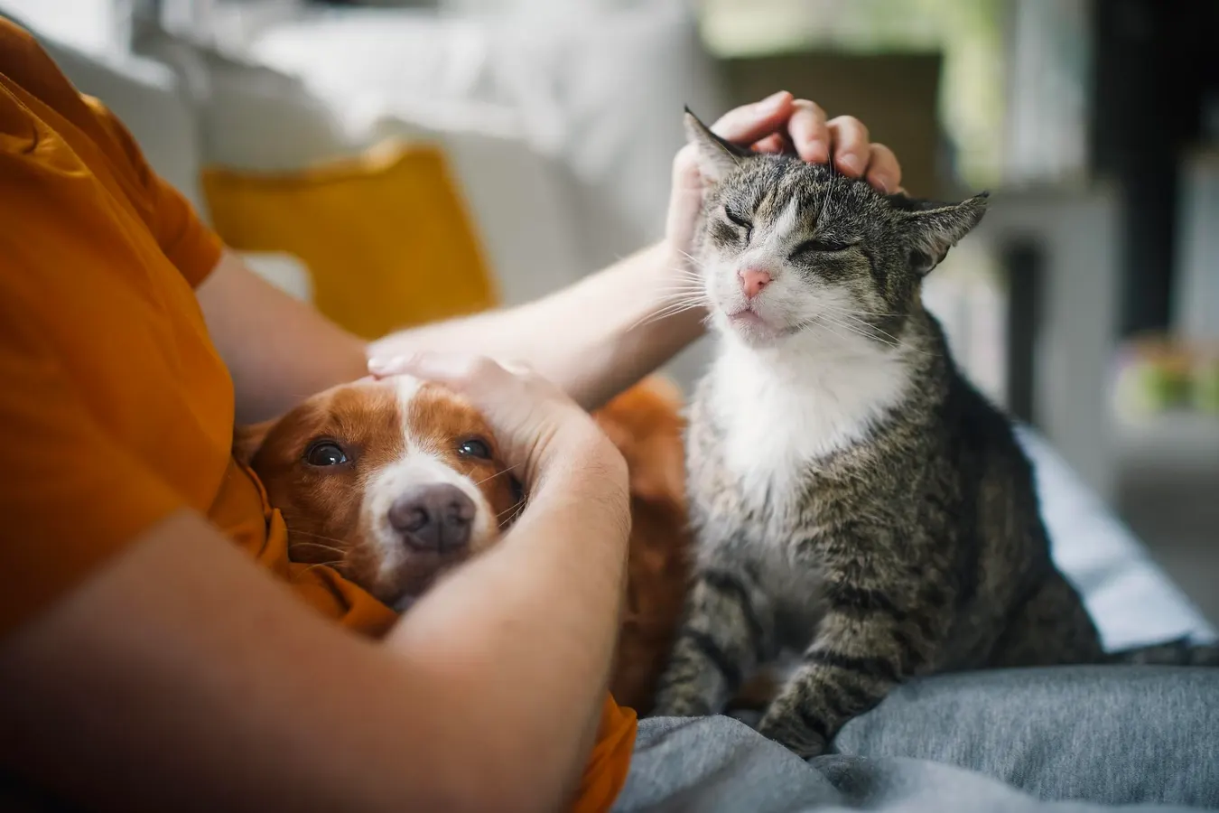 Financial Considerations Of Pet Ownership For Gen Z And Millennials