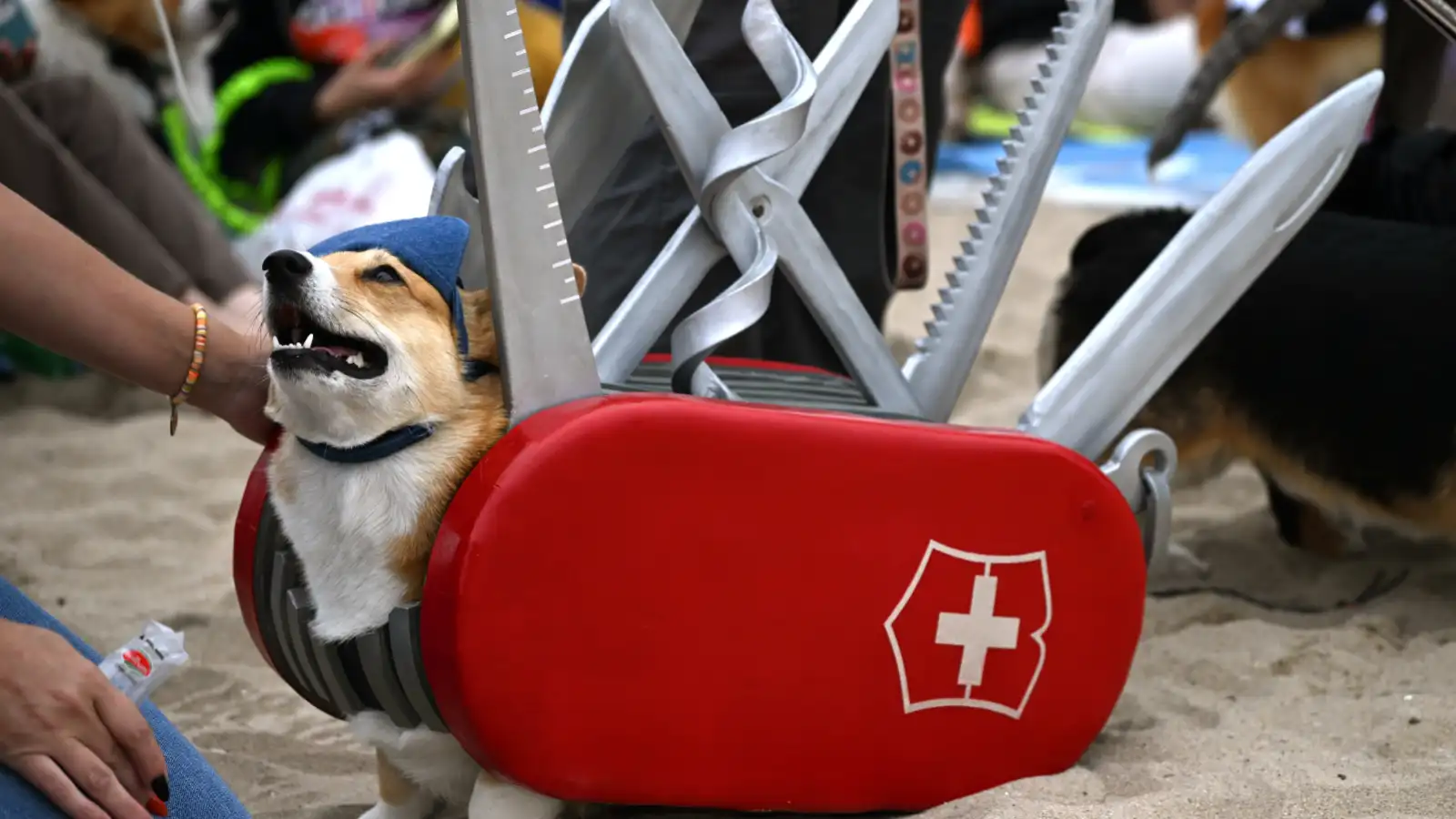 So Cal Corgi pup Halloween party is a dog’s day at the beach