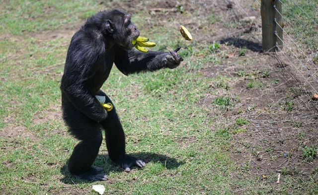 A promise to chimps: Kenyan sanctuary carries forward Jane Goodall’s mission