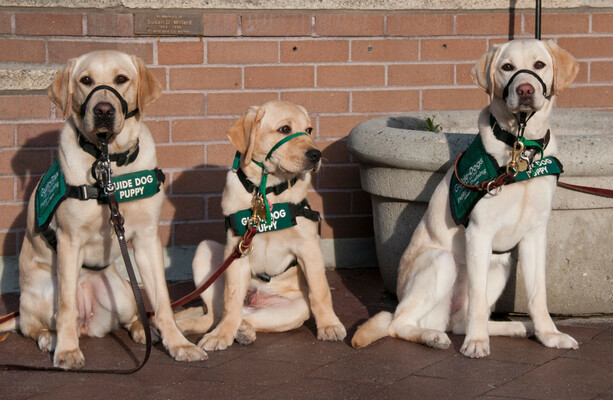 Gardaí praise ‘gentleman’ who found money 'blowing in the wind’ and donated it to guide dog charity