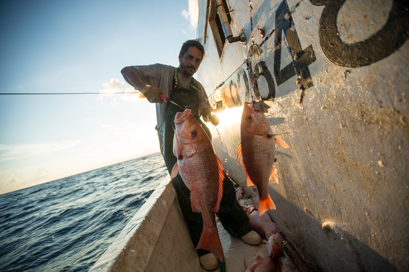 Forget the Guilt-Eating Seafood Can Help Save the Ocean | Opinion