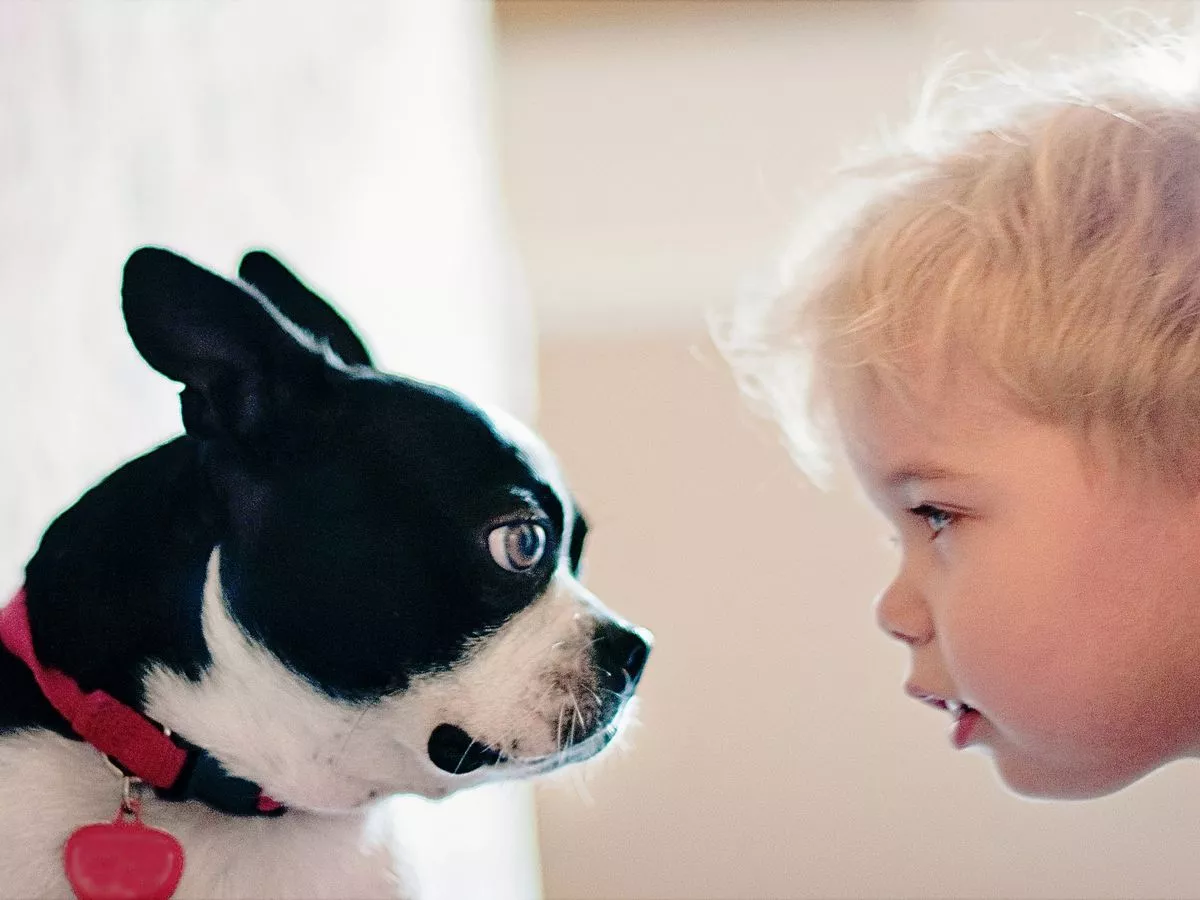Dog staring at you could be sign of love - or something more serious