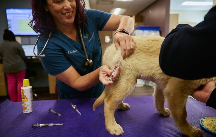 Vaccine skepticism comes for pet owners, too