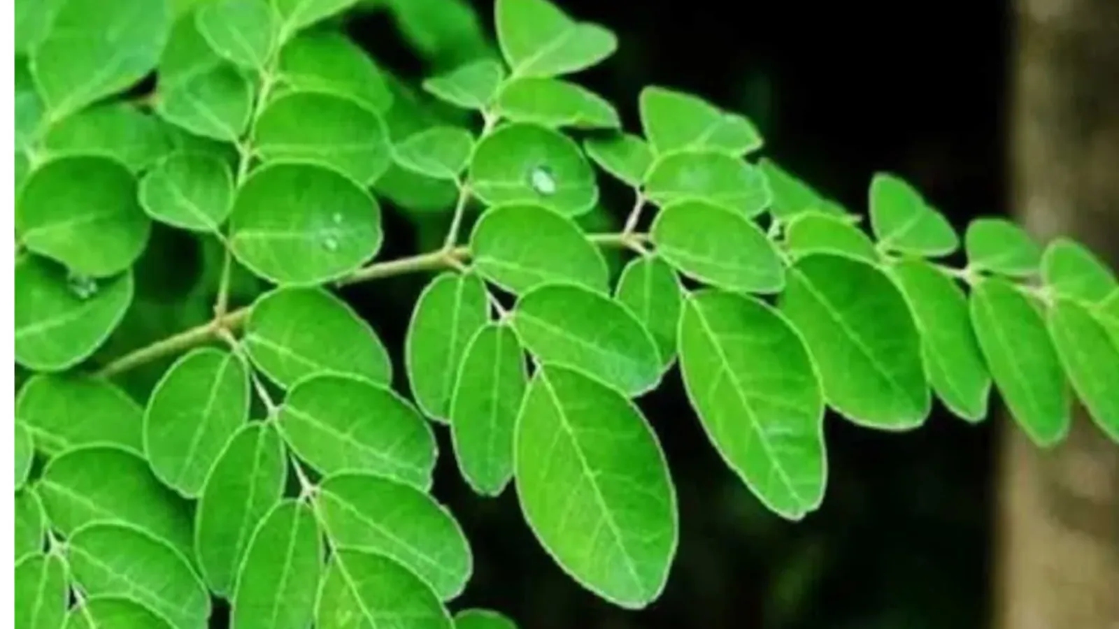 This South Indian Staple Is The New Superfood For Thicker And Healthier Hair