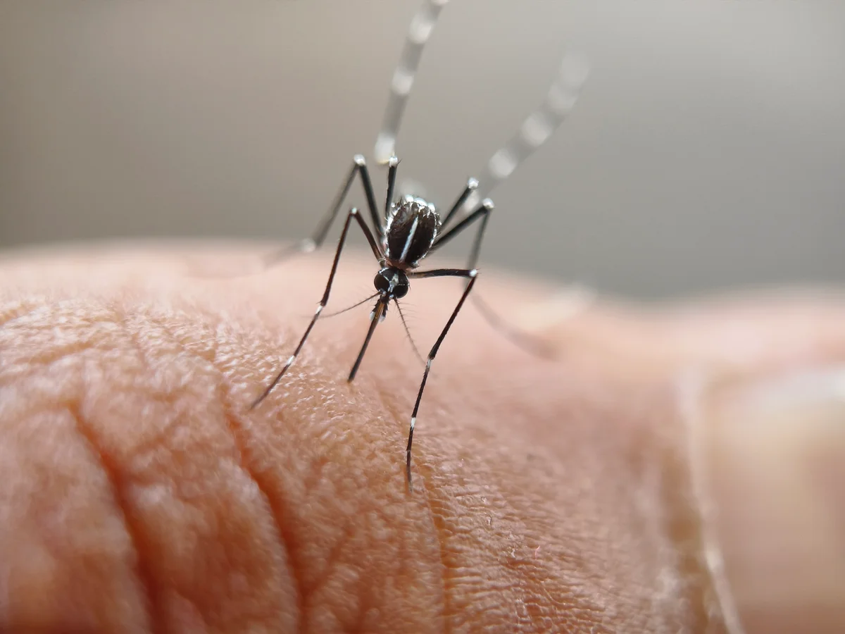 Warning over ‘aggressive’ mosquitoes as they’re detected in new spot