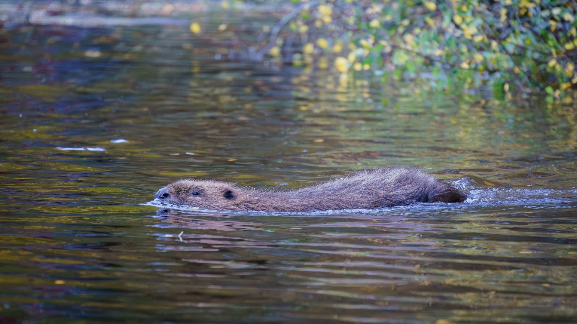 Beavers released into the Highlands 400 years after extinction in Scotland
