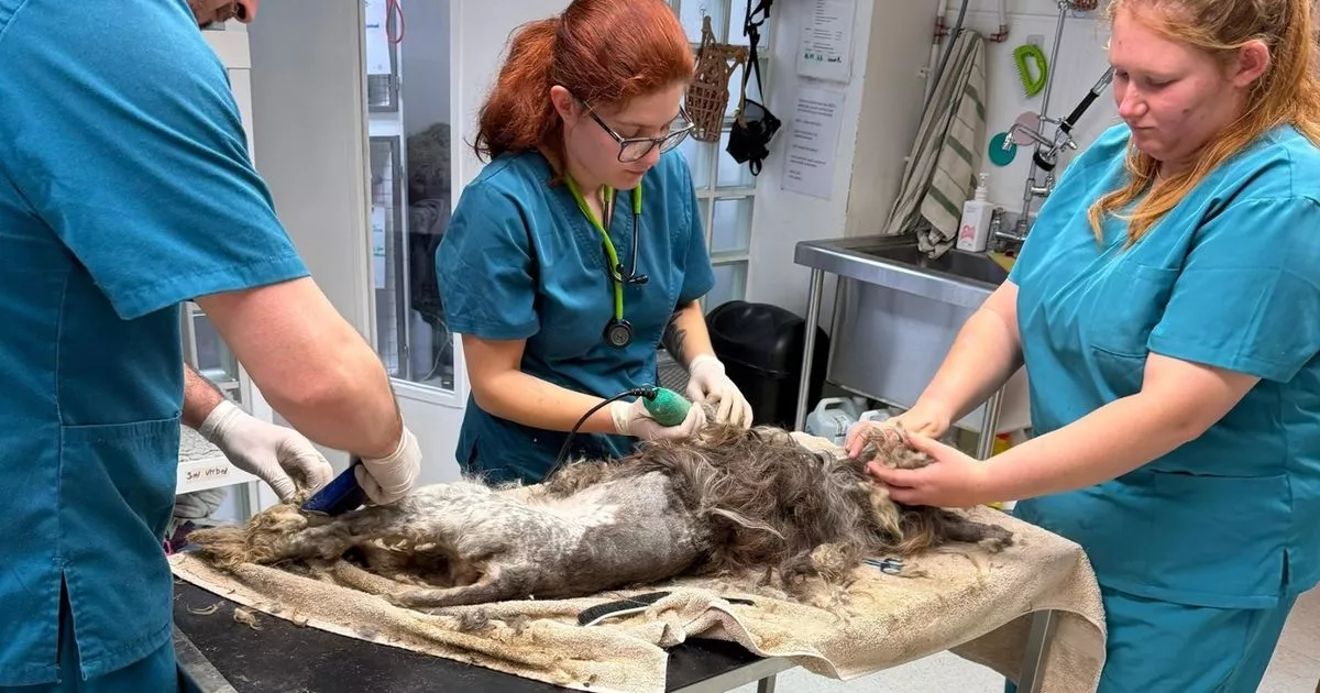 ‘Terrified’ dogs found abandoned in Cambridgeshire field