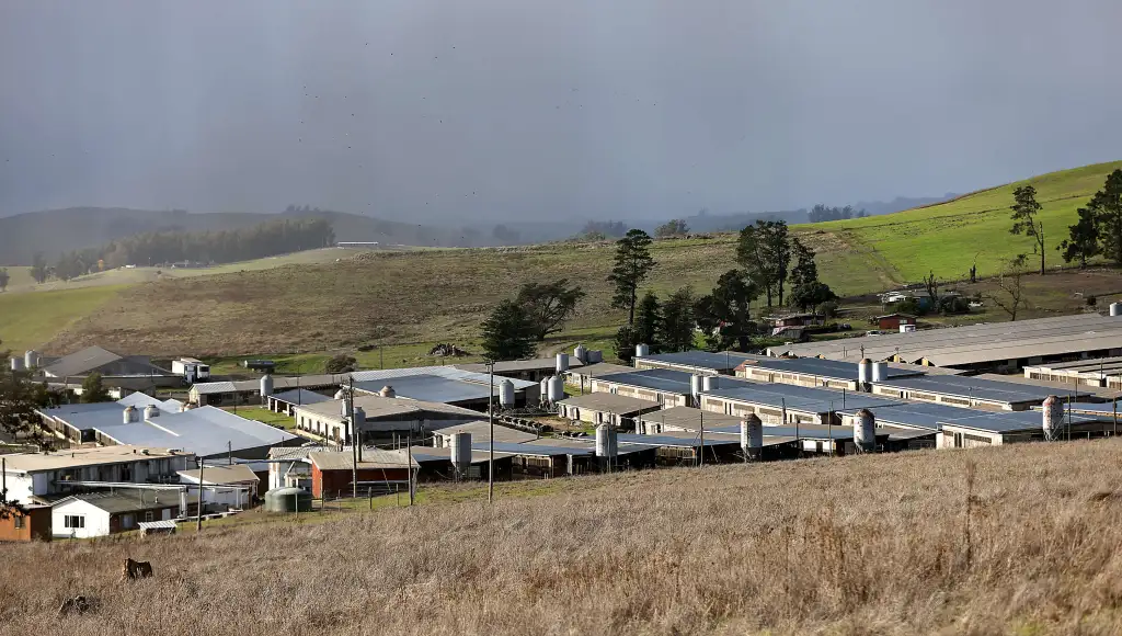 Large Sonoma County duck farm hit with first avian flu outbreak of 2025-26 winter