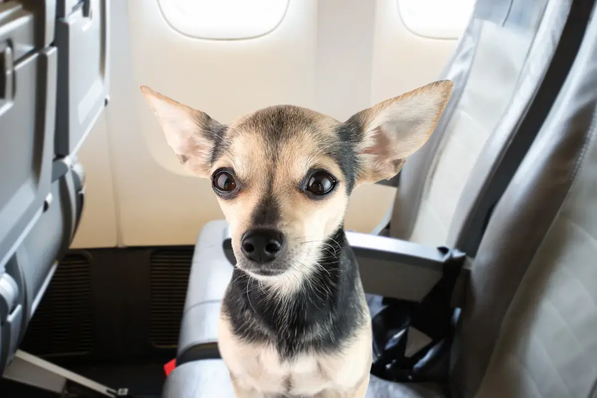 Woman Fears Flying-Passenger’s Dog Senses Anxiety, and Everything Changes