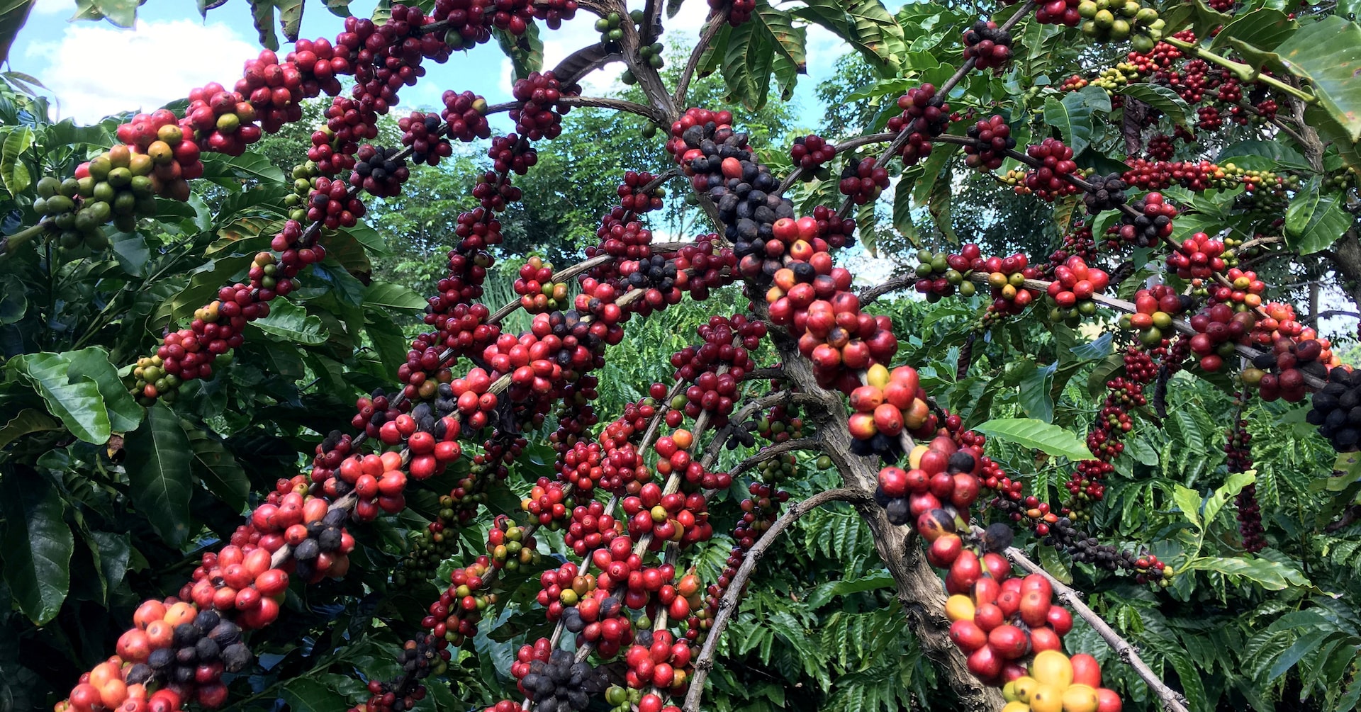 Focus: US roasters tear through coffee stocks waiting for Brazil trade deal