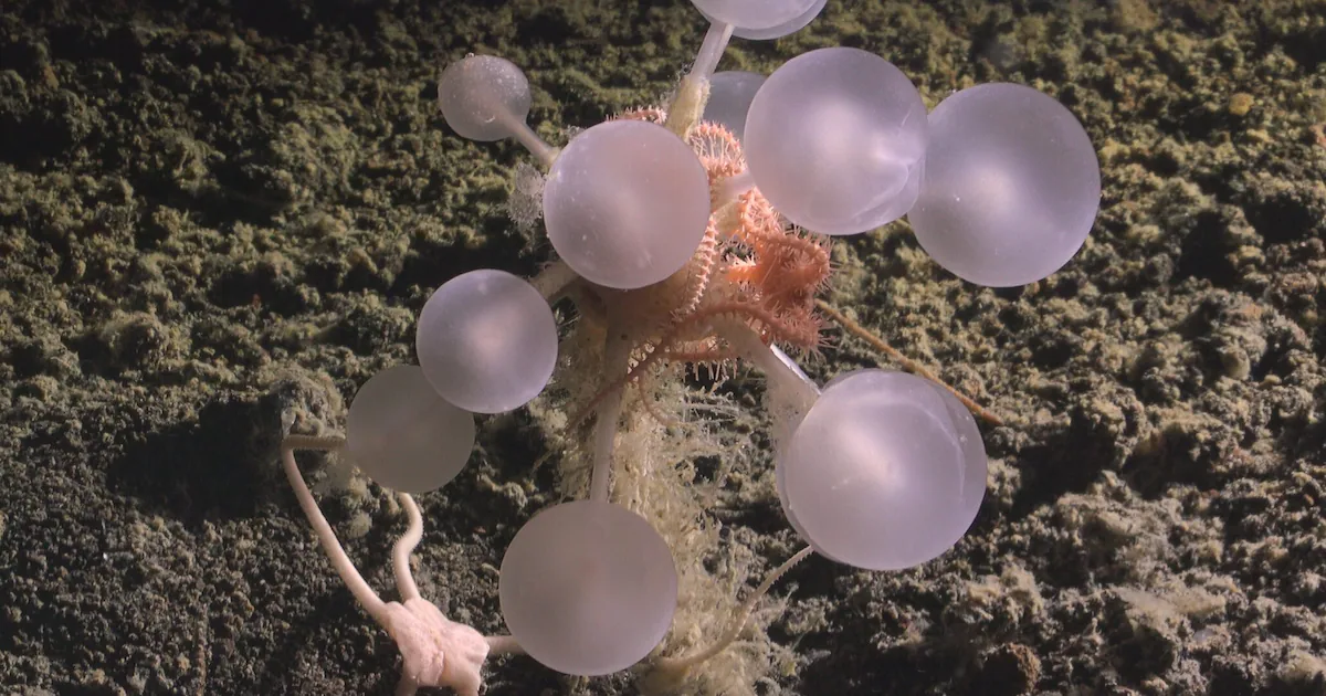 Scientists Discover New Carnivorous ‘Death Ball’ Sponge