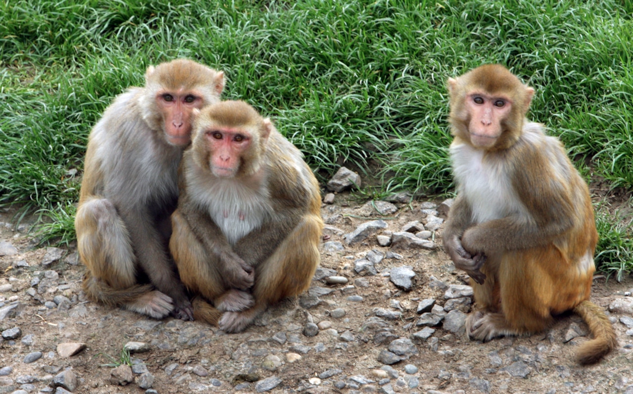 3 ‘aggressive’ monkeys on the loose after truck overturns in Mississippi