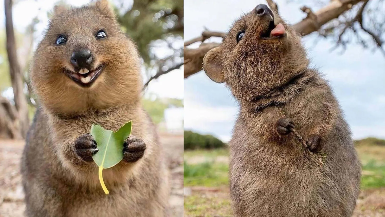 Meet The Animal That’s Always Ready For A Selfie