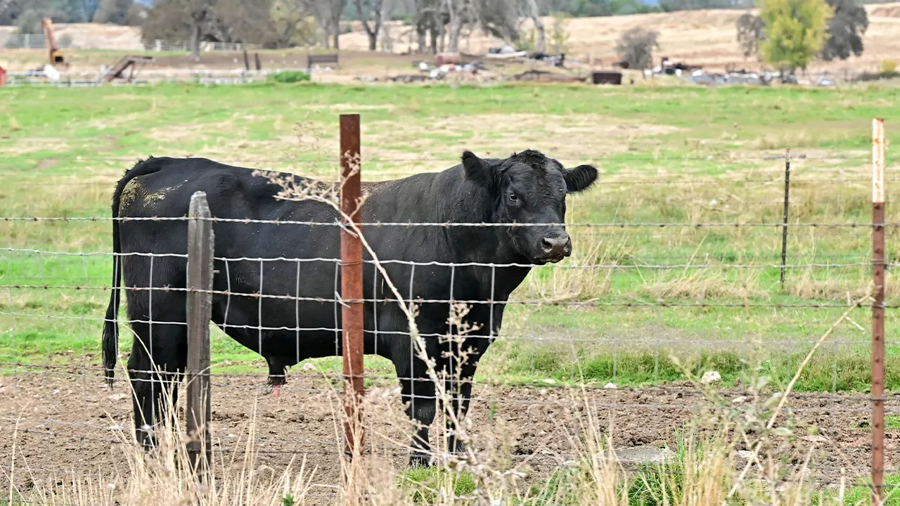 GOP lawmakers push back on Trump admin plan to import Argentinian beef