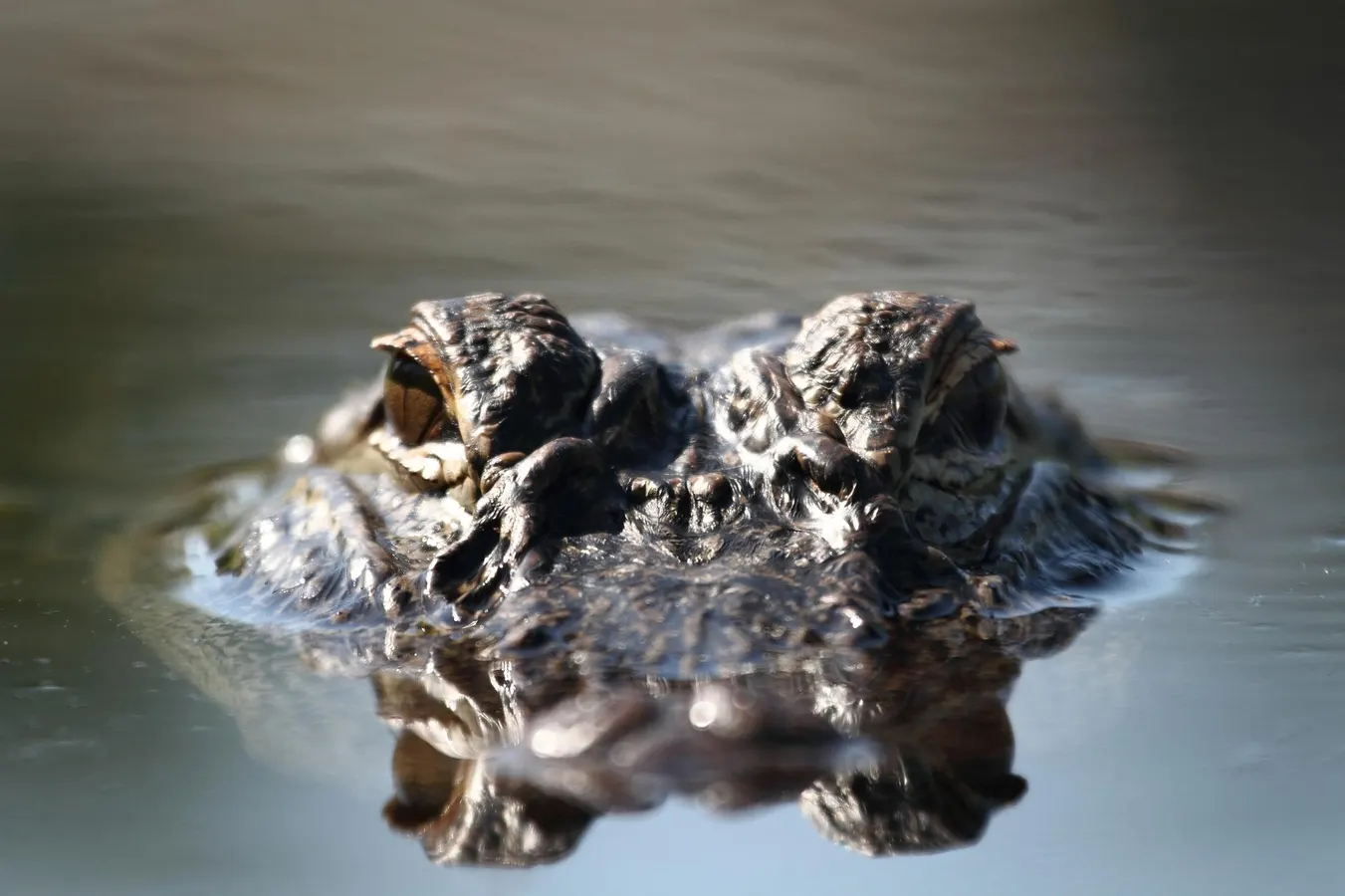 ‘Showering With The Alligators,’ And Other Fun RV Road Trip Tales
