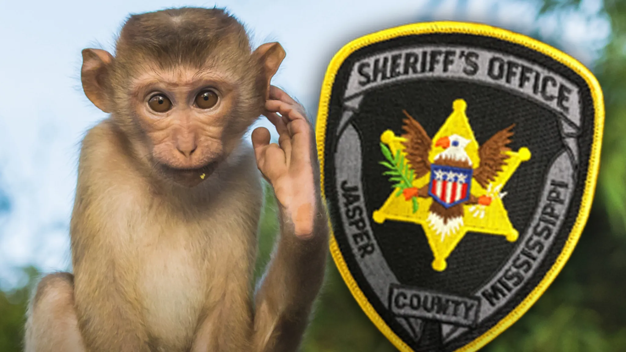 Cops in Mississippi Are Dealing With Loose Monkeys After Truck Crash