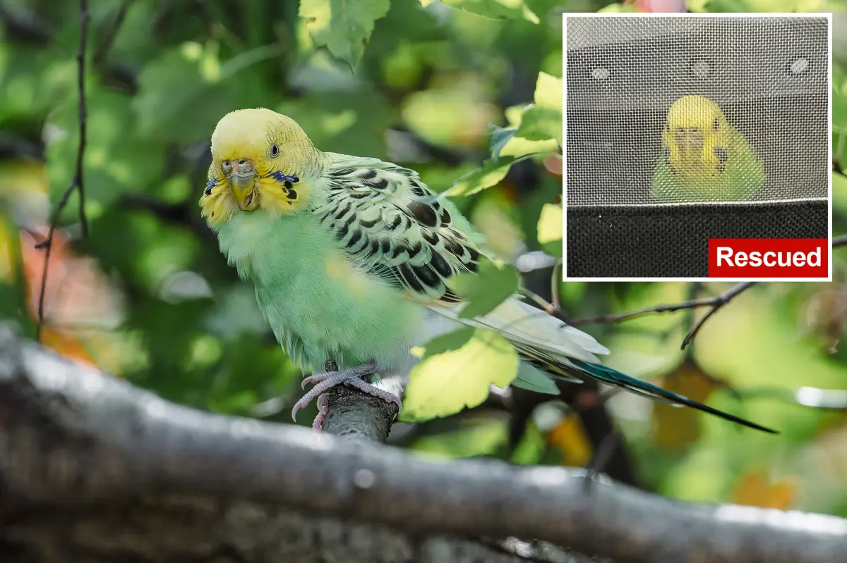 Mei Mei the parakeet finally captured after weeks on the run in Central Park