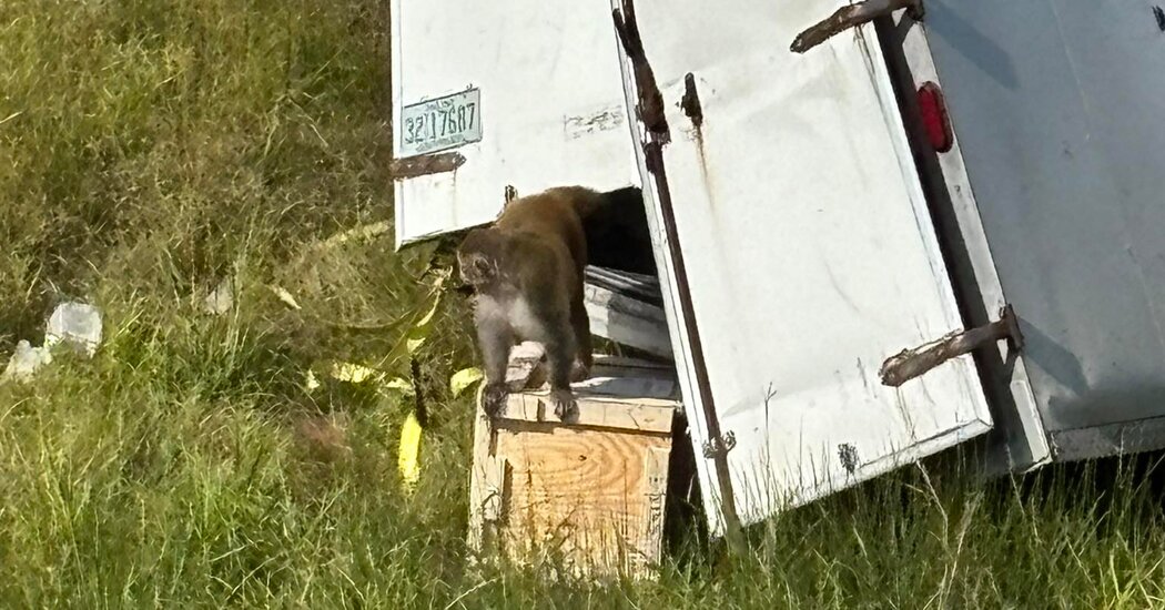 Deputies Put Down 5 Escaped Monkeys They Were Wrongly Told Had Covid
