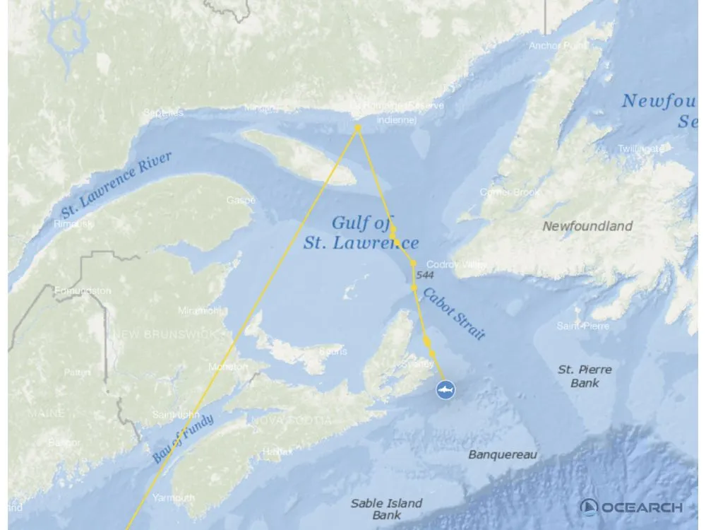 OCEARCH UPDATES THE WORLD ON “CONTENDER,” THE LARGEST MALE WHITE SHARK IN THE WESTERN NORTH ATLANTIC