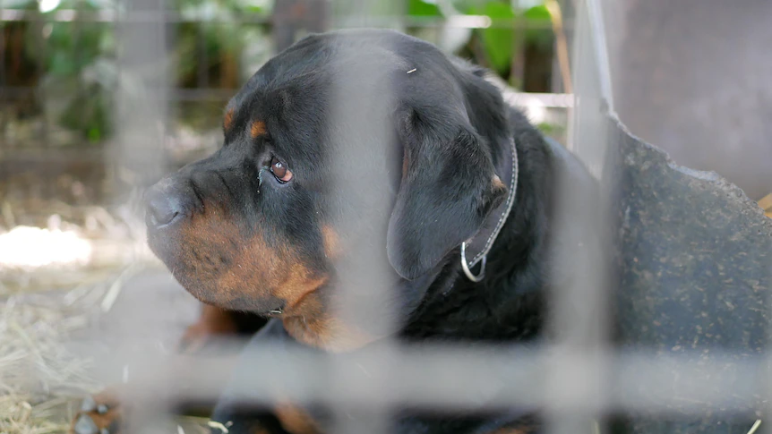 Shelter for big dogs struggles to stay afloat amid 'disposable' culture