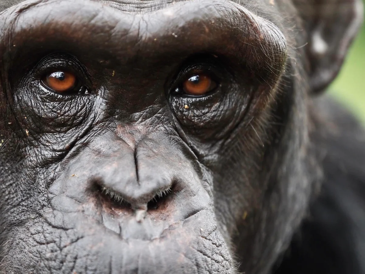 Chimpanzee Metacognition Allows Humanlike Belief Revision