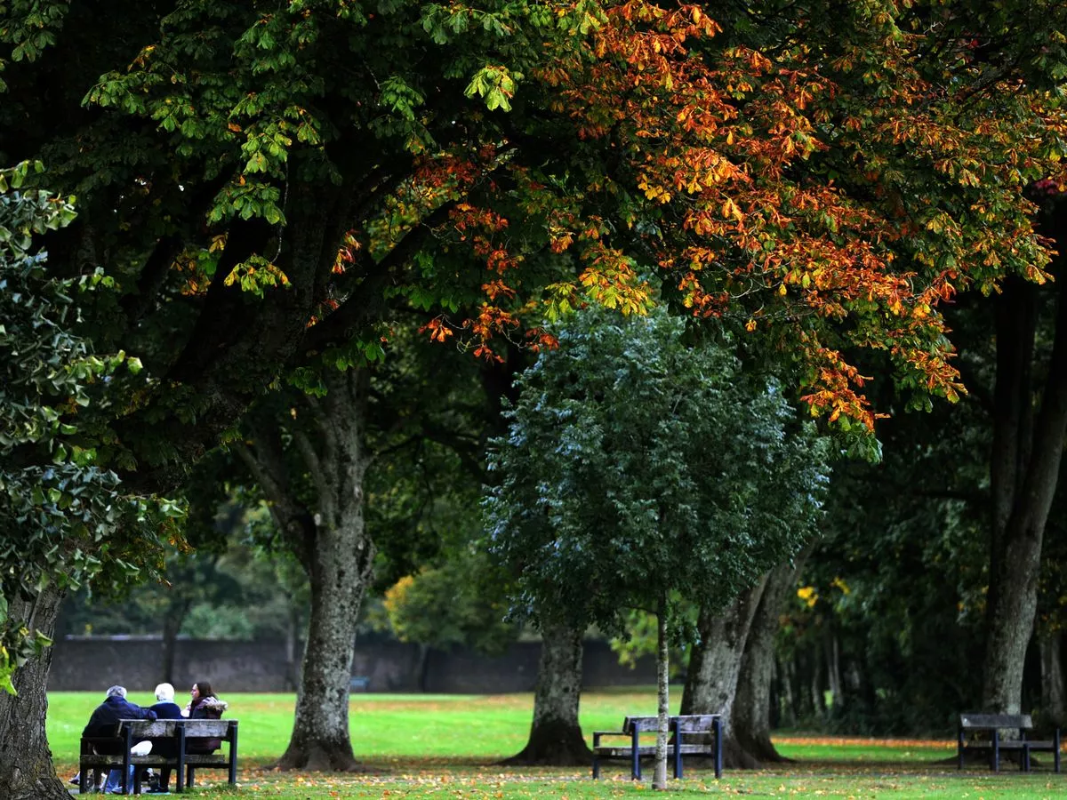 You can now buy your own tree in Cardiff