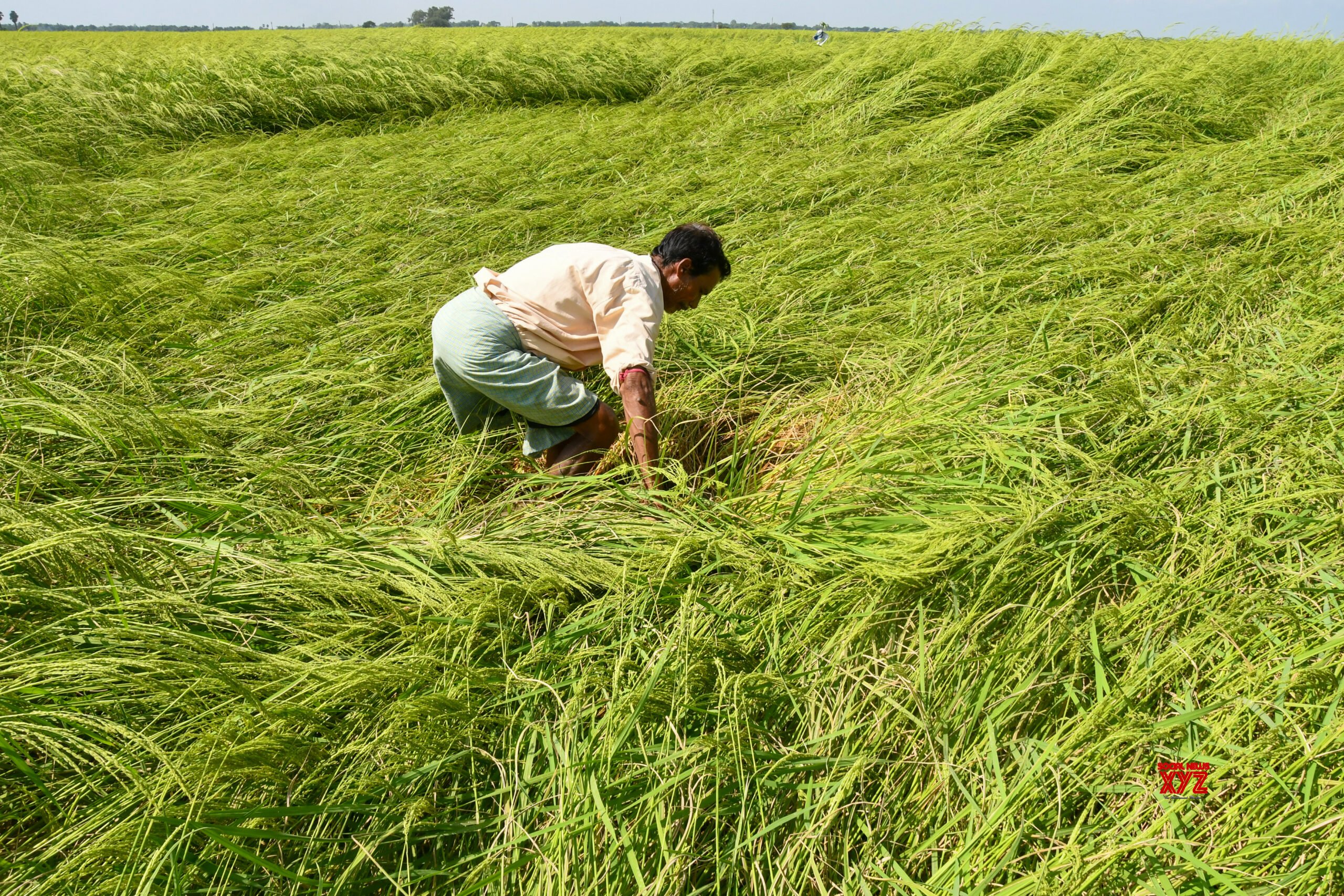 Farmer Inspects Cyclone Affected Khaas Paddy in Purba Bardhaman #Gallery