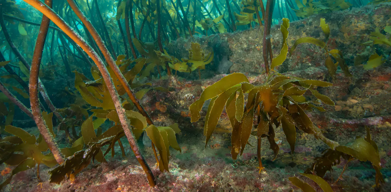 NZ’s first marine reserve is turning 50 – the lessons from its recovery are invaluable
