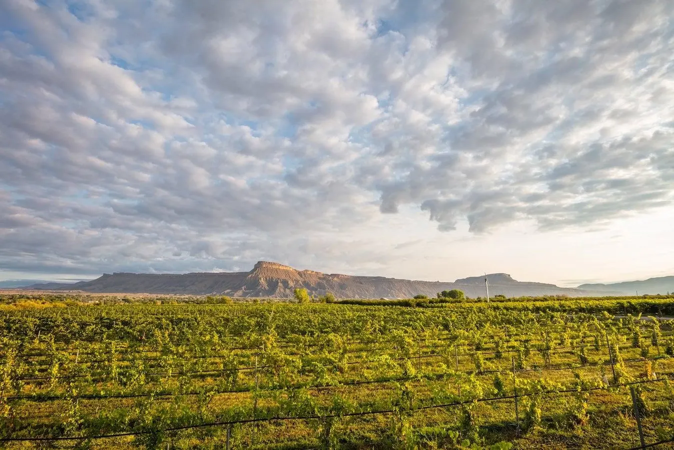 Why Colorado’s Dramatic Vineyards Can Produce Great Wines