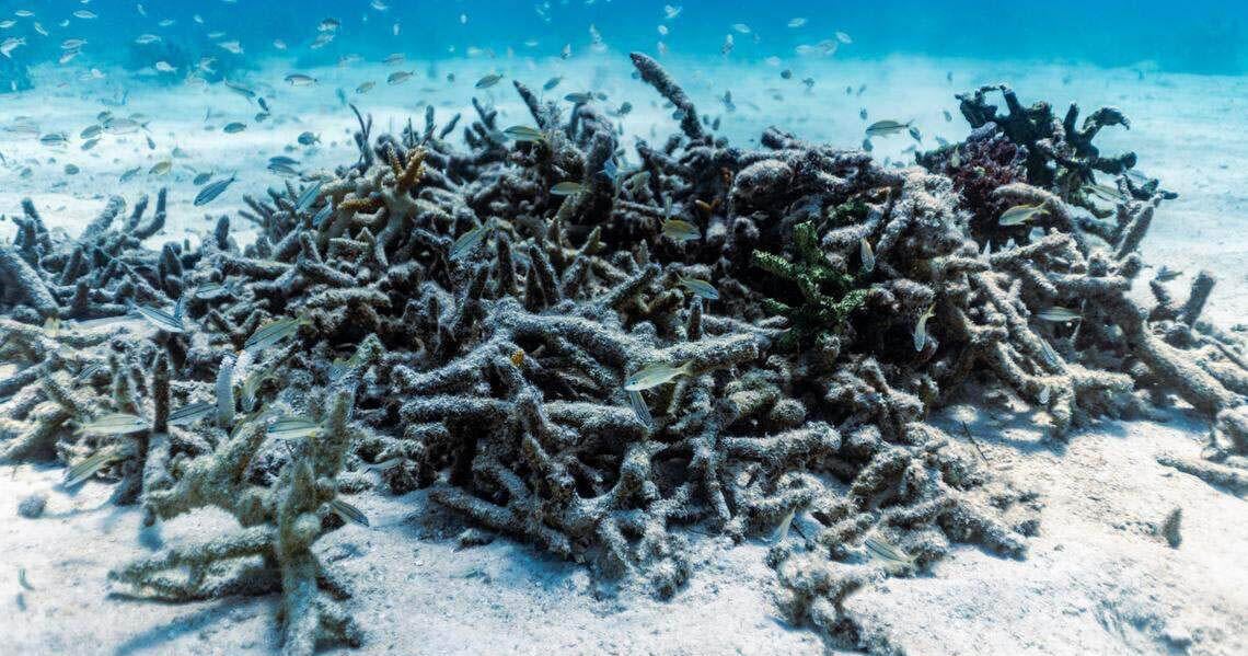 Two more Florida corals are ‘functionally extinct’ after 2023 heatwave