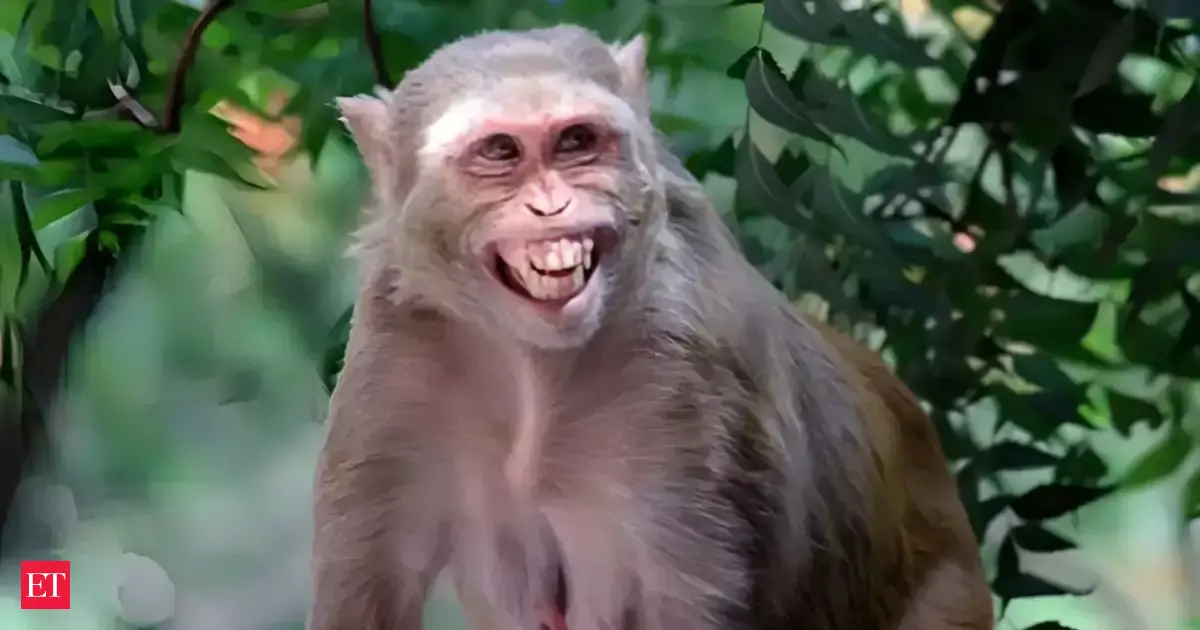 Potentially diseased rhesus monkey at large after truck overturn in Mississippi, authorities warn of possible viral threats across the region