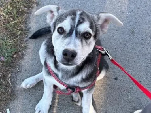 FOREVER FRIEND: Rex full of ‘playful puppy energy,’ needs new home