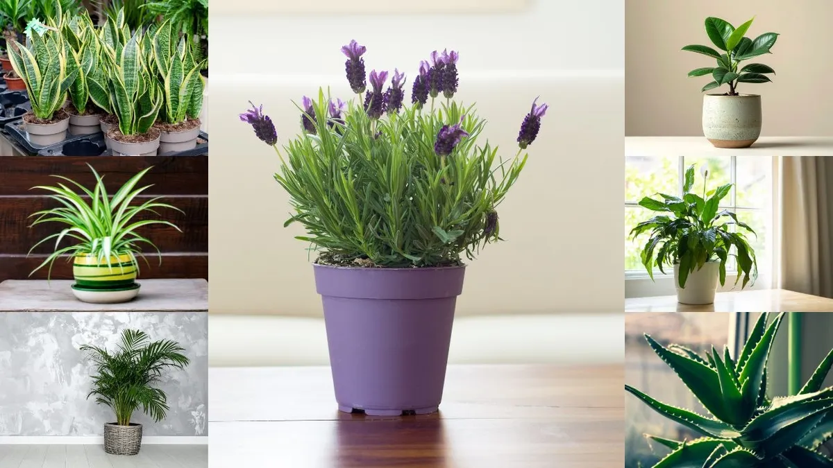 7 best indoor plants for health, air quality, and stress relief
