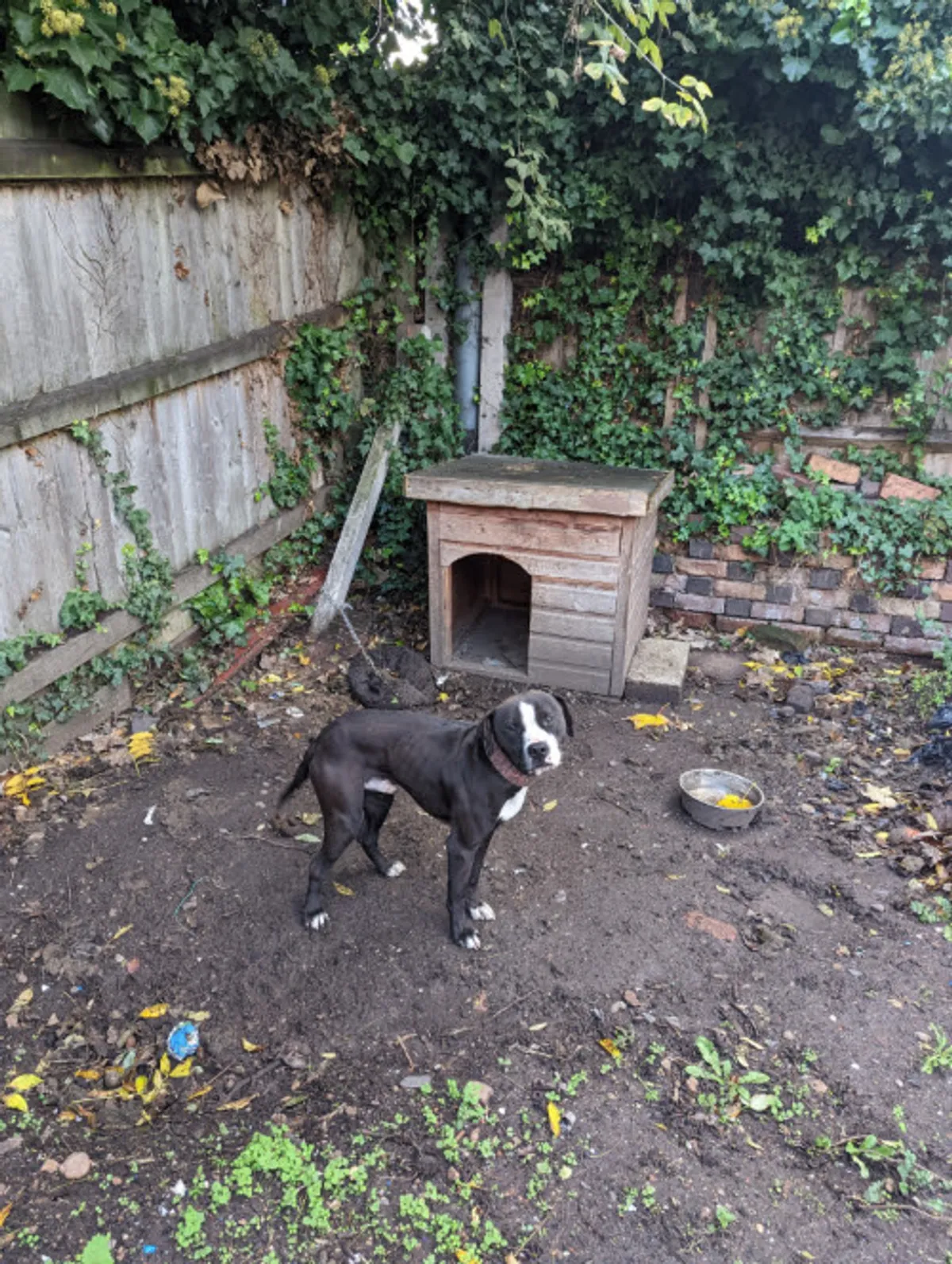 Inside Birmingham cellar of horrors where dogs were made to fight in 'vile and warped' dog-fighting empire as two men jailed