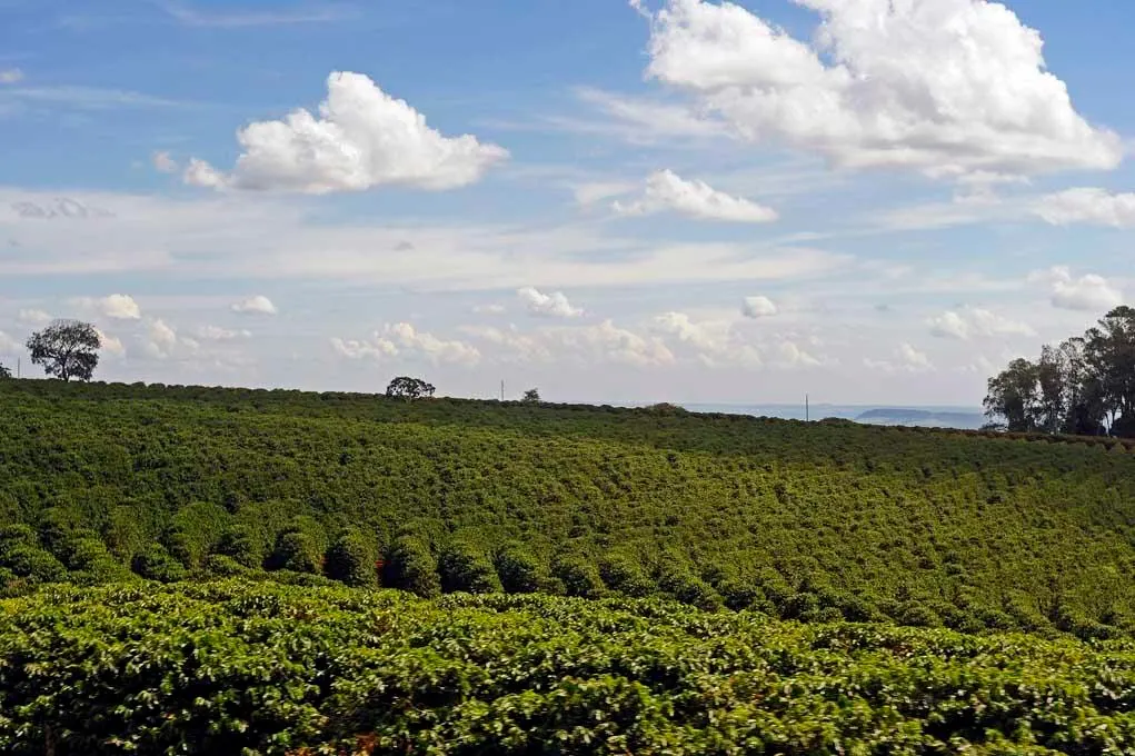 Why Regenerating Coffee Farms May Be One Of Climate’s Most Practical Wins