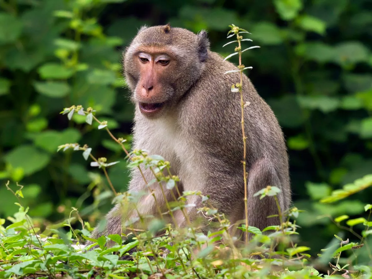 'Aggressive monkey' riddled with COVID and herpes on the loose as truck overturns