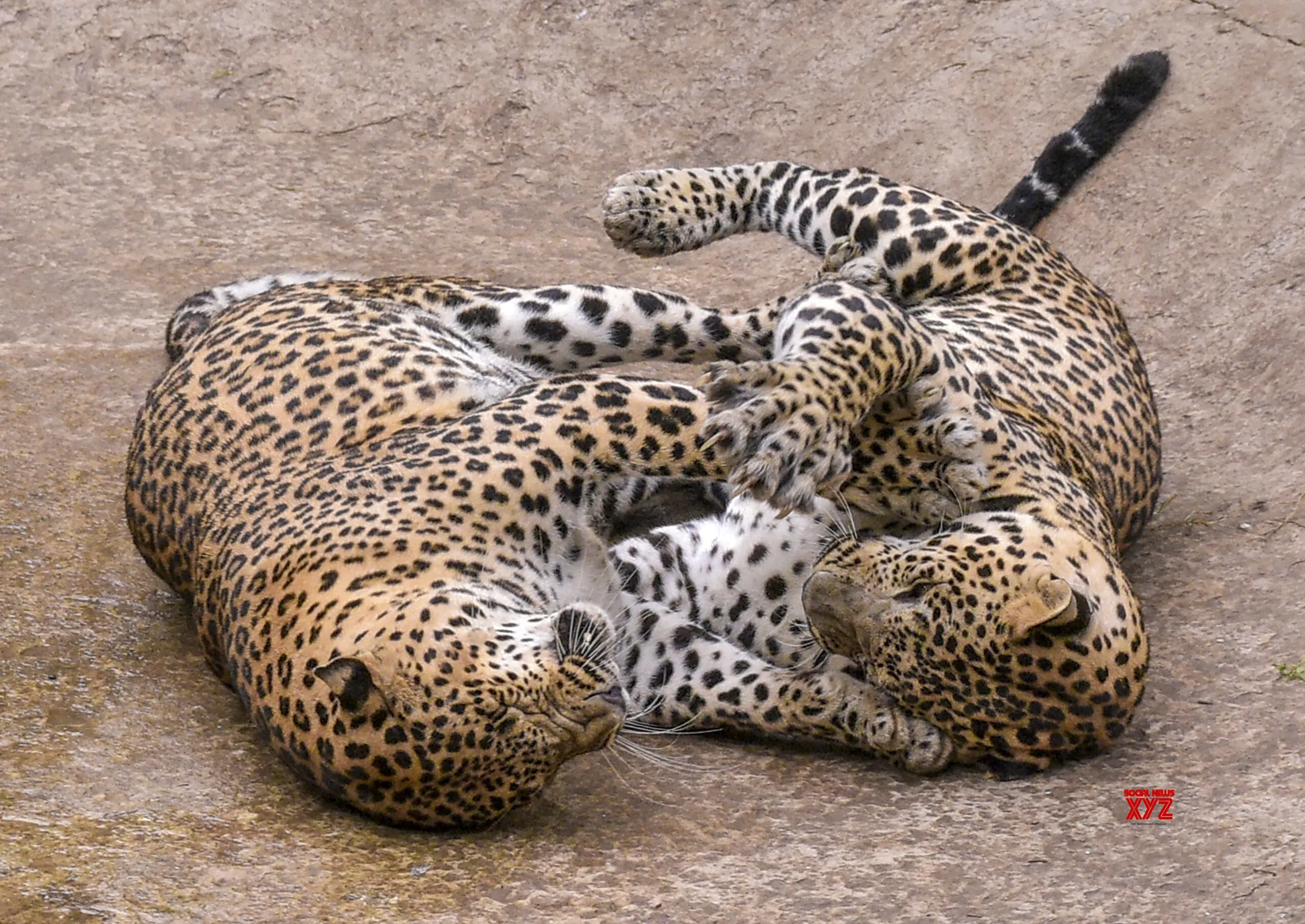 Leopards at Sarthana Nature Park #Gallery