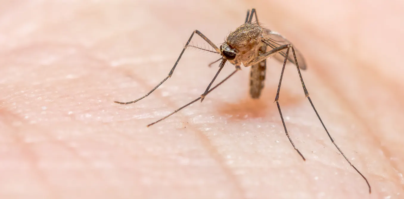 Ending malaria in Papua: why oral communication matters as much as medicine