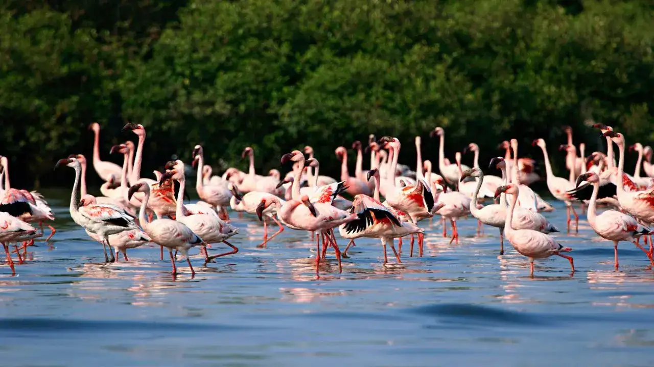 Why Is Tamil Nadu Turning Pink? Thousands Of Flamingos Have Arrived In Thoothukudi!