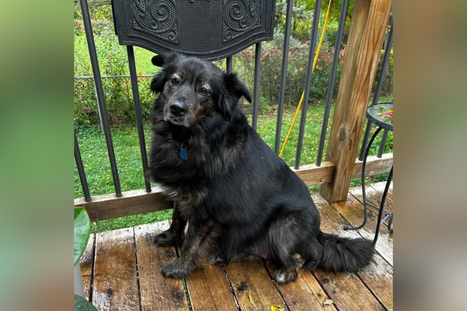 Dog Back at Rescue for 2nd Time—Rescuers Can't Believe the Change