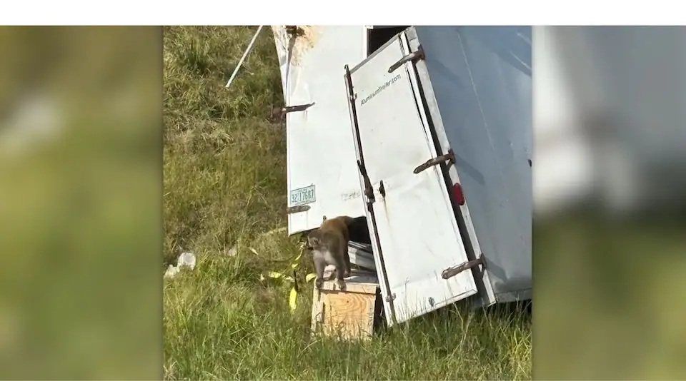 VIDÉO | Des singes s’échappent d’un camion renversé sur une autoroute du Mississippi