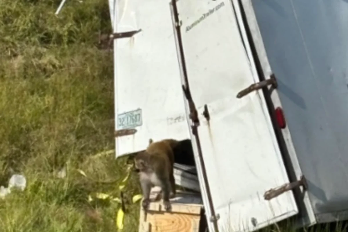 Truck carrying monkeys posing ‘health threats’ overturns on Mississippi highway