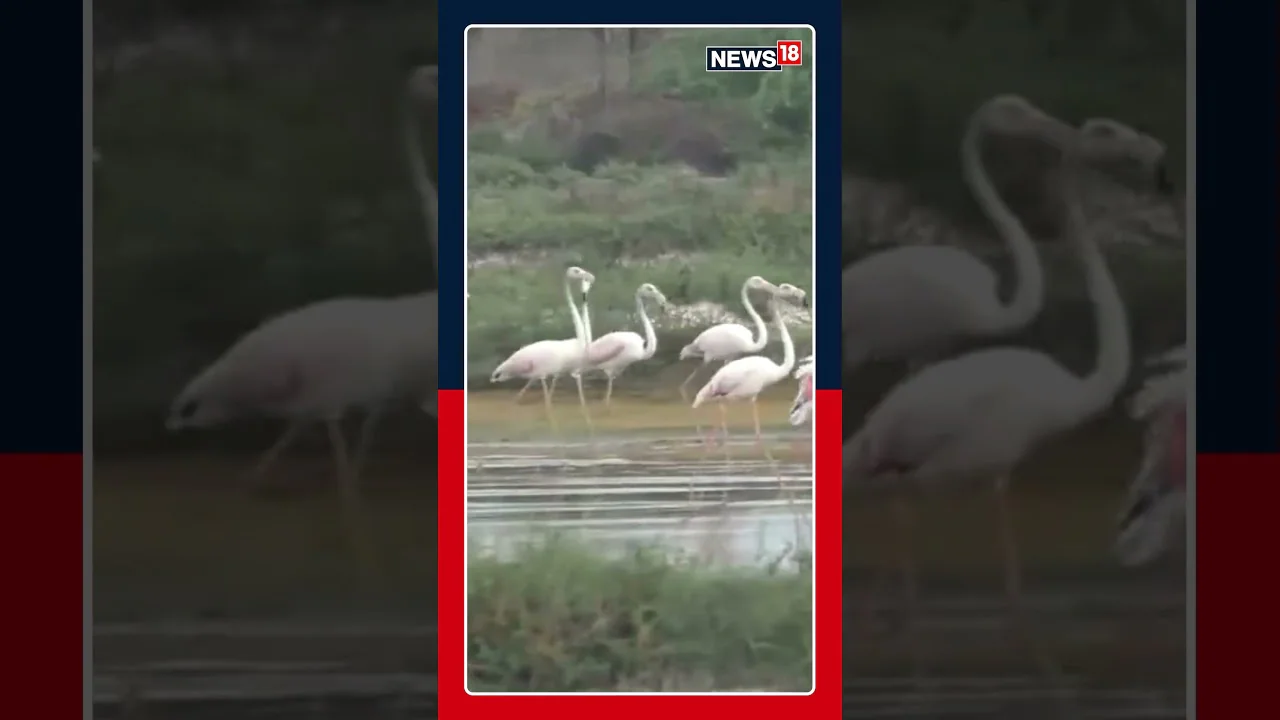 WATCH: A Breathtaking View As Migratory Flamingos Paint The Thoothukudi Coastline Pink! | N18S