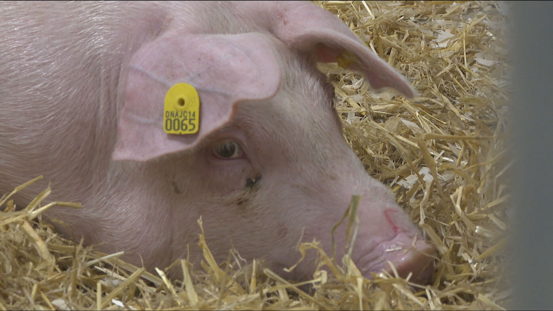 Edinburgh scientists breed pigs resistant to classical swine fever
