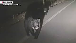 Record 12 Killed in Bear Attacks Across Japan