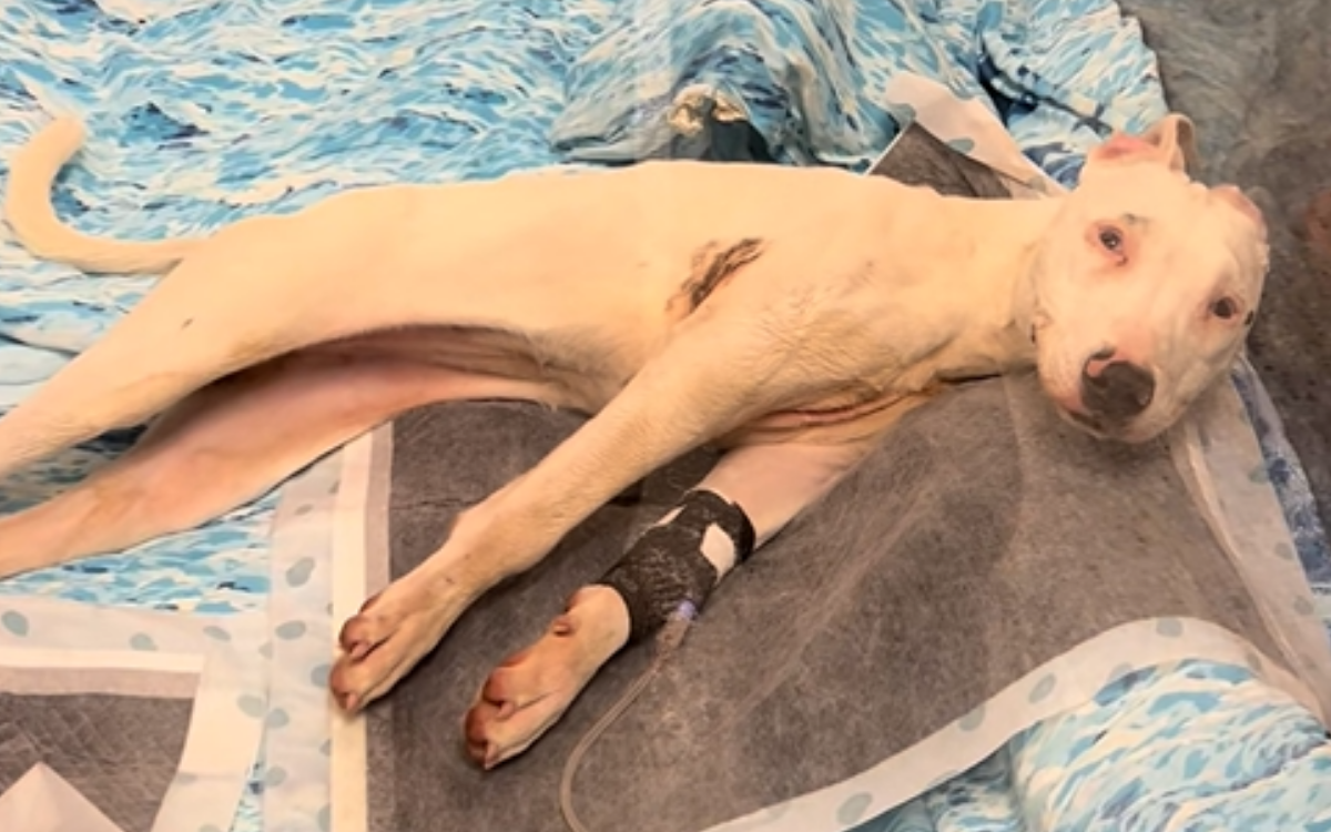 Shelter Dog Paralyzed Due to Neglect-One Month Later, She’s Unrecognizable