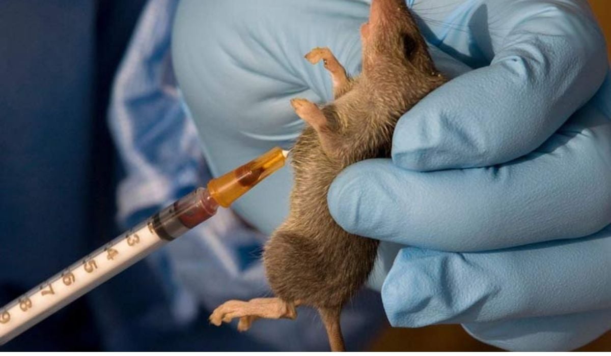 Benue govt begins surveillance of people in contact with lassa fever victim
