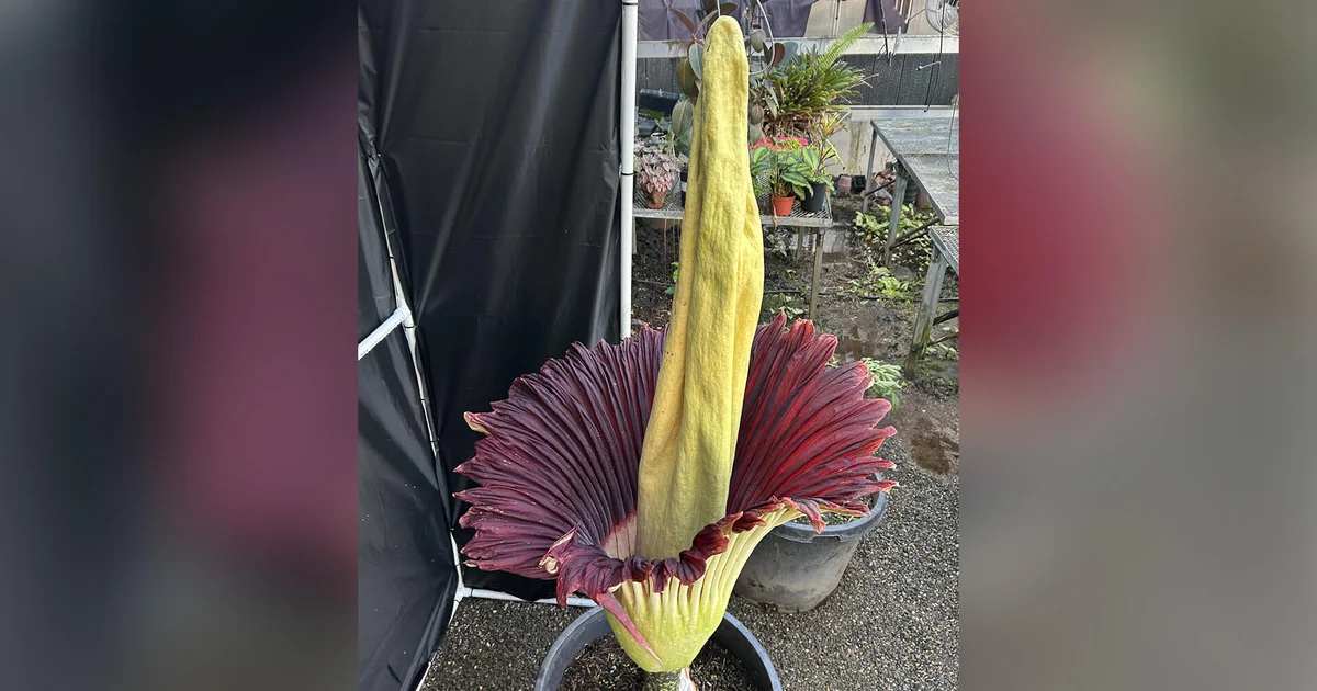 Roseville High's rare corpse flower blooms just in time for Halloween