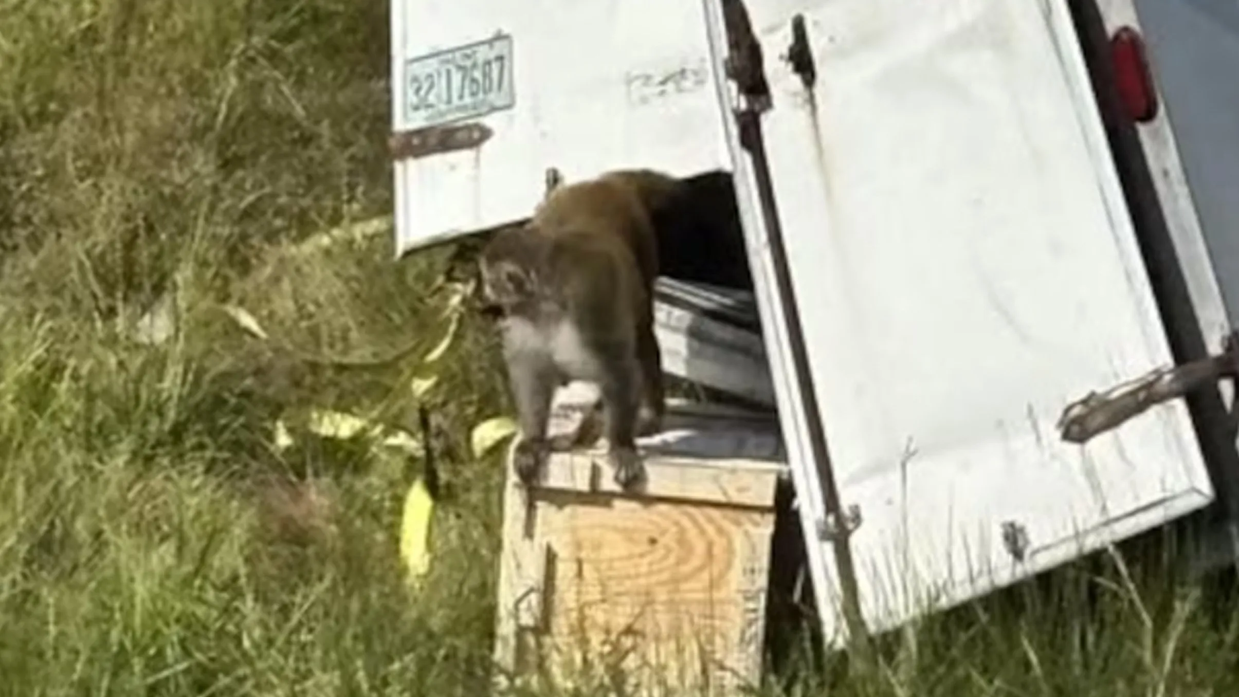 Truck hauling ‘herpes ridden’ monkeys crashes – one is missing