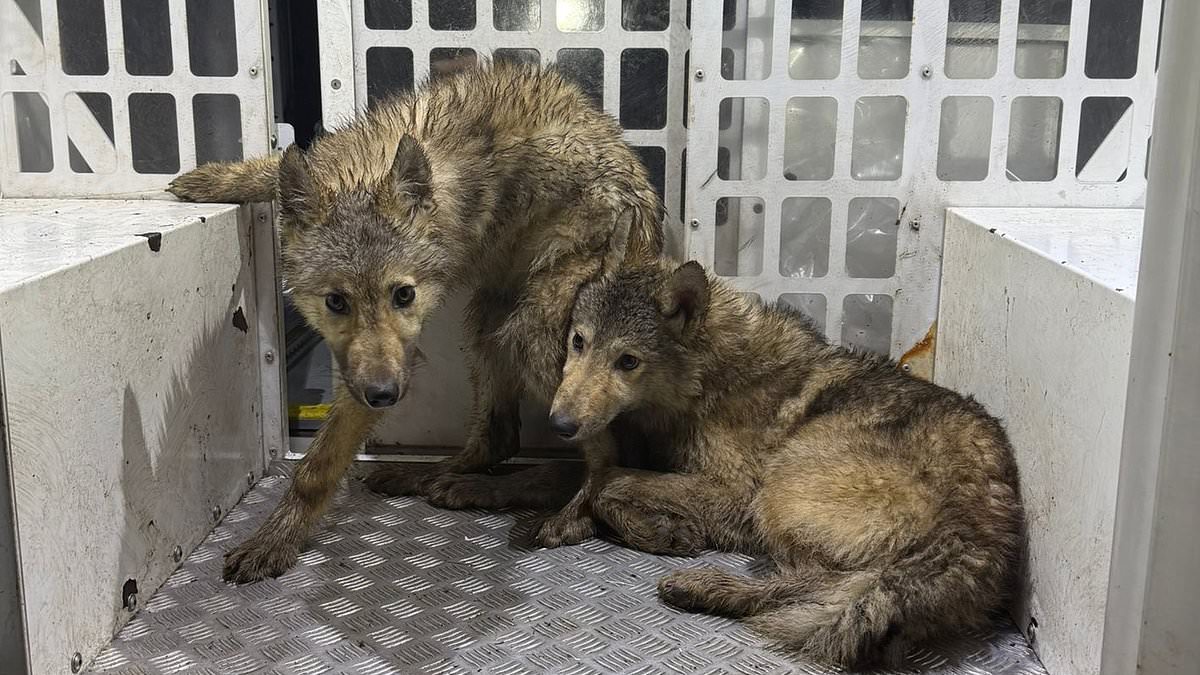 Three 'howling wolves' are caught by police after spooked residents spotted them prowling town streets